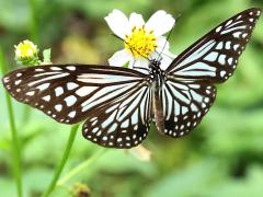 (Maghaba Glassy Tiger) upperside