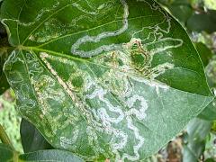 (Gracillariidae Leafminer Moth) upperside mine on Malbau