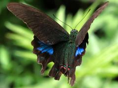 (Nakaharai Peacock Swallowtail) flying