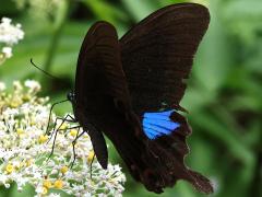 (Nakaharai Peacock Swallowtail) underside