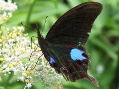(Nakaharai Peacock Swallowtail) upperside