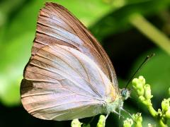 (Indo-Chinese Chocolate Albatross) female underside