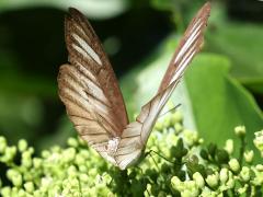 (Indo-Chinese Chocolate Albatross) female upperside