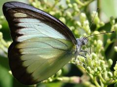 (Indo-Chinese Chocolate Albatross) male underside