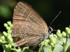 (Cornelian) underside