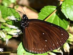 (Taiwan Purple Crow Butterfly) underside