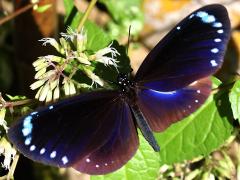 (Taiwan Purple Crow Butterfly) upperside