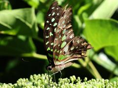 (Oriental Tailed Jay) profile