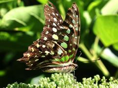 (Oriental Tailed Jay) underside