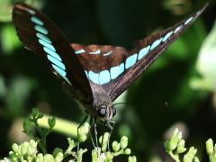 (Formosan Common Bluebottle) topside