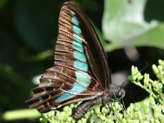 (Formosan Common Bluebottle) underside