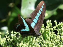 (Formosan Common Bluebottle) upperside