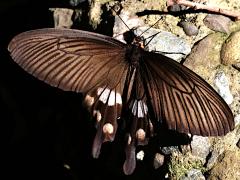 (Taiwanese Common Swallowtail) dorsal