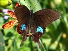 (Nakaharai Peacock Swallowtail) dorsal