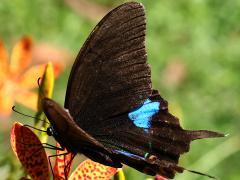 (Nakaharai Peacock Swallowtail) profile