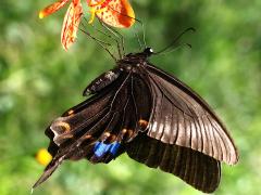 (Nakaharai Peacock Swallowtail) underside