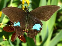 (Nakaharai Peacock Swallowtail) upperside