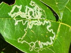 (Gracillariidae Leafminer Moth) upperside mine on Malbau