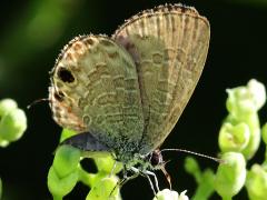 (Formosa Common Line Blue) underside