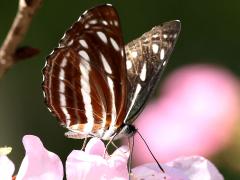 (Taiwan Brown Sailer) underside