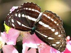 (Taiwan Brown Sailer) upperside