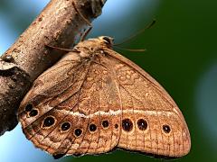 (Black-spotted Labyrinth) underside