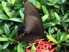 (Thrasymedes Peacock Swallowtail) lateral