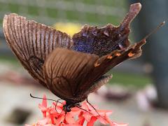 (Thrasymedes Peacock Swallowtail) profile