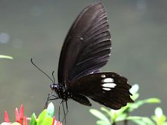 (Formosa Common Raven Butterfly) underside