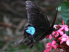 (Nakaharai Peacock Swallowtail) dorsal