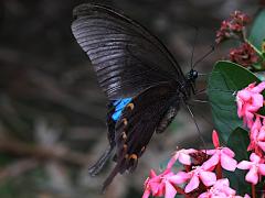(Nakaharai Peacock Swallowtail) lateral