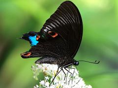(Nakaharai Peacock Swallowtail) underside