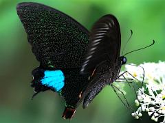 (Nakaharai Peacock Swallowtail) upperside