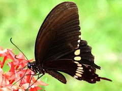 (Polytes Mormon Swallowtail) profile