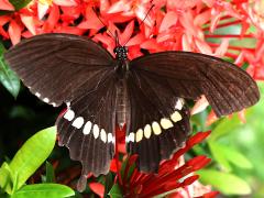 (Polytes Mormon Swallowtail) upperside