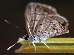 (Ceraunus Blue) underside