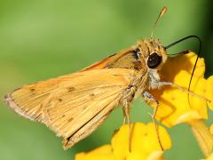 (Fiery Skipper) profile