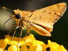(Fiery Skipper) underside