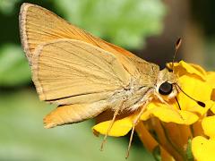 (Yuma Skipper) underside