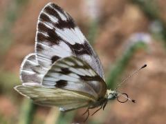 (Checkered White) female flying underside