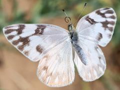 (Checkered White) female flying upperside