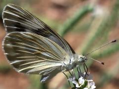 (Checkered White) female lateral
