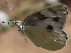 (Checkered White) female profile