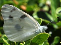 (Checkered White) male underside