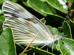 (Checkered White) underside