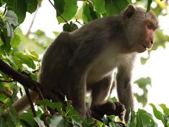 () (Formosan Rock Macaque) on Japanese Superb Fig