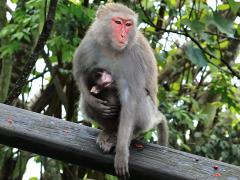 (Formosan Rock Macaque) mother holds baby