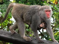 (Formosan Rock Macaque) mother walks baby