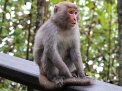 (Formosan Rock Macaque) sitting