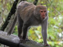 (Formosan Rock Macaque) walking